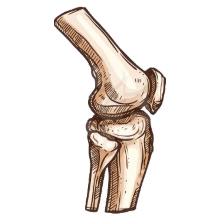 Ortho