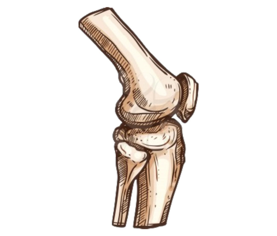 Orthopedic Medicines